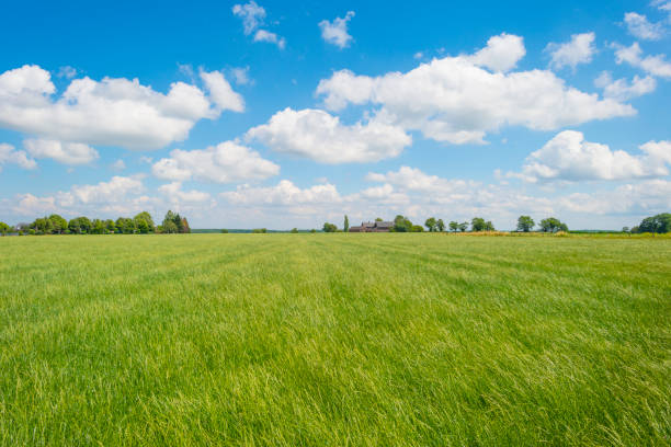 istock Grassy fields and trees with lush green foliage in green rolling hills below a blue sky in sunlight in summe 1253244810