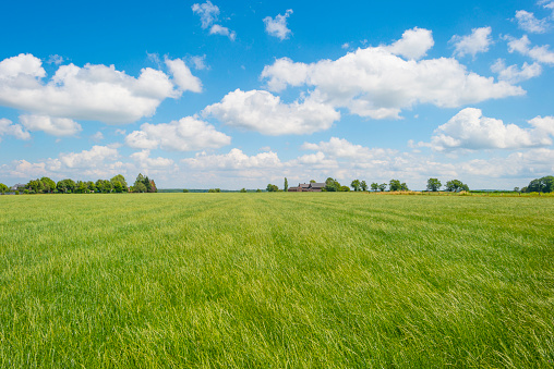 Grassy fields and trees with lush green foliage in green rolling hills below a blue sky in sunlight in summer, Voeren, Voer Region, Limburg, Flanders, Belgium, June 26, 2020