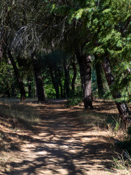 istock Mysterious running track in a forest with foliage 1253245183