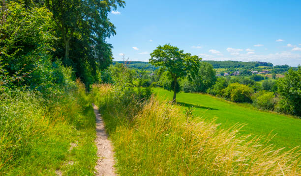 Grassy fields and trees with lush green foliage in green rolling hills below a blue sky in sunlight in summer, Voeren, Voer Region, Limburg, Flanders, Belgium, June 26, 2020