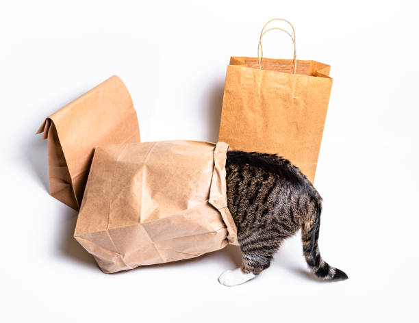 istock Cat sitting in a paper, craft bag, box. 1253246525
