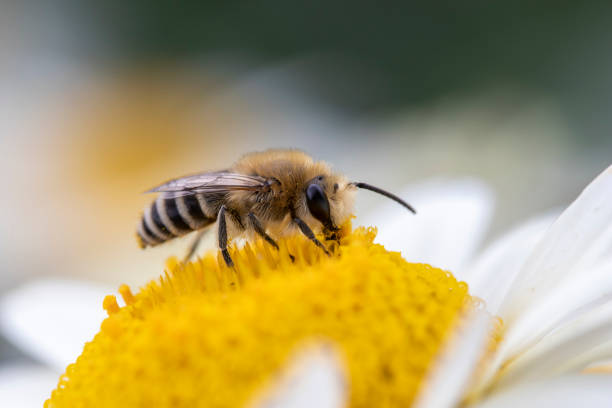istock Small bee collecting pollen on Anthemis tinctoria 