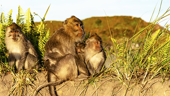 Closeup shot of wild monkeys on Bali, Indonesia