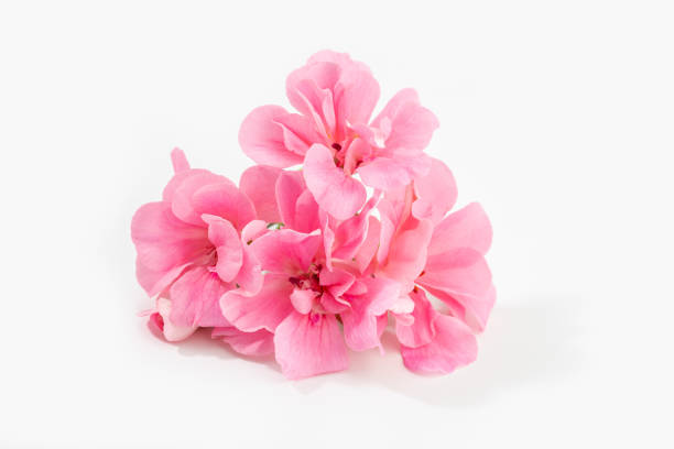 fleur rose de géranium isolée - andres photos et images de collection