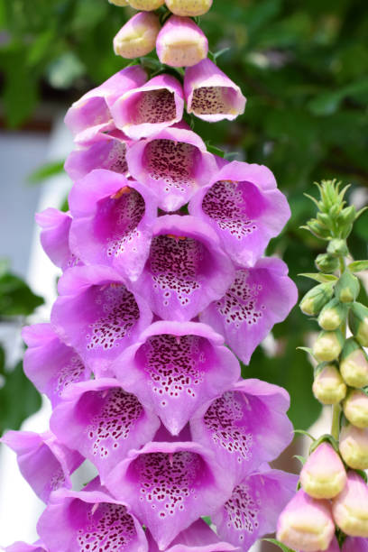 istock Pink digitalis flowers in the garden 1253247768