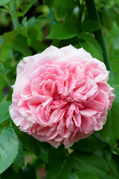 Photo of Beautiful pink climbing rose