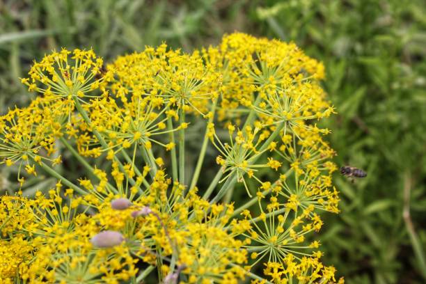 istock Yellow seeds and flowers. 1253248048