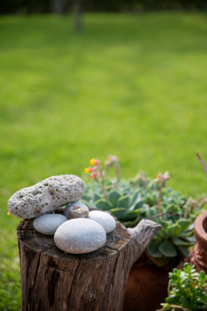 Tree trunk with sea rocks on it and a mexican rose in a garden