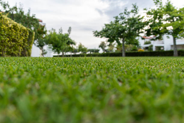 Low view in the grass with a garden view in the summertime