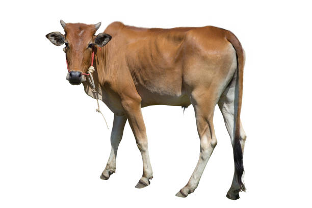 istock Die cut Brown Skinny cow 1253249593
