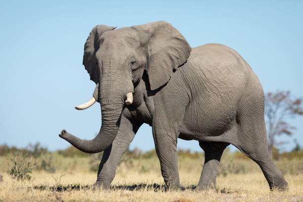istock Elephant walking in Savuti plains with blue sky in the background in Botswana 1253249621