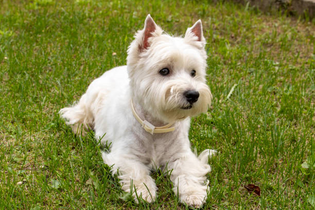 istock West highland white Terrier on the green grass. 1253249747