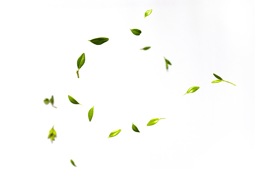 Fresh green leaves falling on white background. Levitation concept, Flat lay, top view, copy space