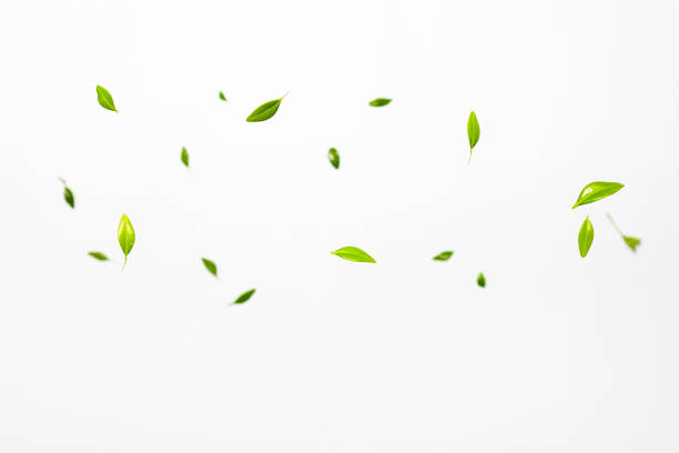 istock Falling green leaves on white background. Levitation concept 1253250664