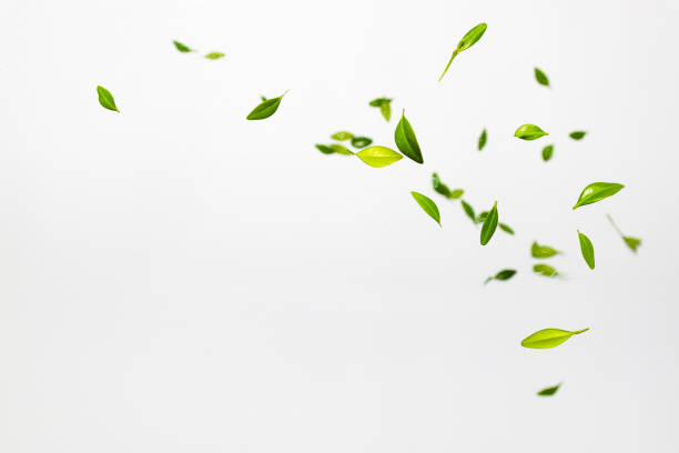 caduta di foglie verdi casuali su sfondo bianco. concetto di levitazione. vista dall'alto flat lay concetto di raccolto estivo - aria foto e immagini stock