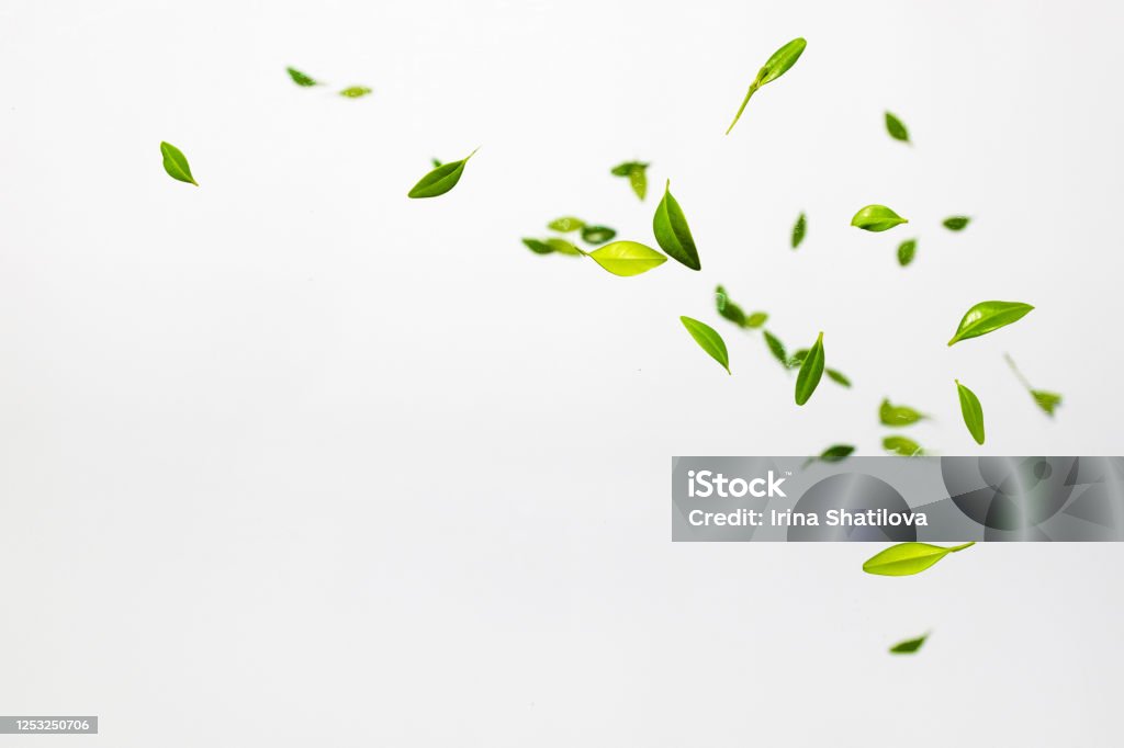 Falling random green leaves on white background. Levitation concept. Top view Flat lay Summer harvest concept Falling random green leaves on white background. Levitation concept. Top view, Flat lay, Summer harvest concept Leaf Stock Photo