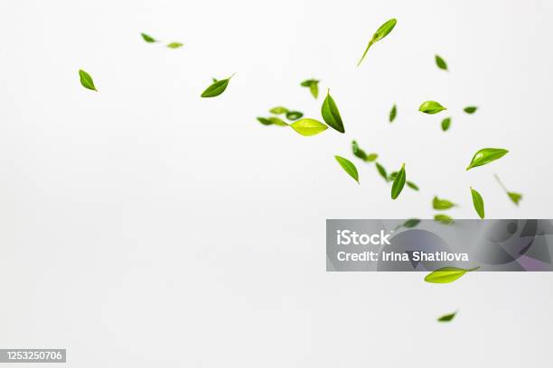 Falling Random Green Leaves On White Background Levitation Concept Top View Flat Lay Summer Harvest Concept Stock Photo - Download Image Now