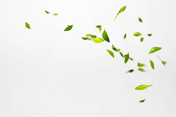 Photo of Falling random green leaves on white background. Levitation concept. Top view Flat lay Summer harvest concept