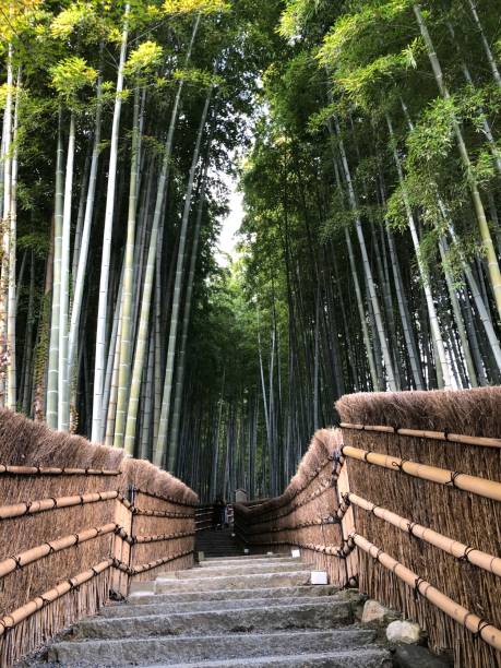 ścieżka adashino bamboo grove w ciągu dnia - sagano zdjęcia i obrazy z banku zdjęć