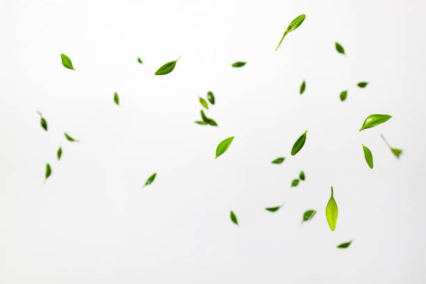 fallande gröna blad. överstsikt, platt lay, sommarskördkoncept - leaves bildbanksfoton och bilder