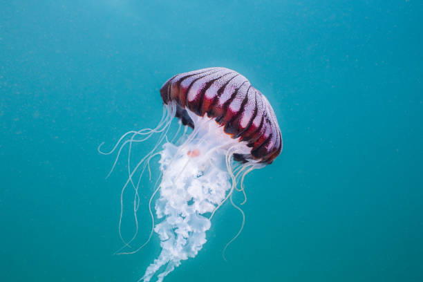 Compass-jellyfish (Chrysaora hysoscella) swimming in open water.