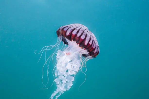 Photo of Compass-jellyfish (Chrysaora hysoscella) swimming in open water.