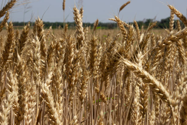 istock Ears of wheat 1253251276