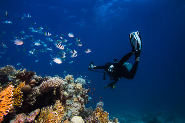 istock Diver swimming next to the reef with his torch shining 1253251685