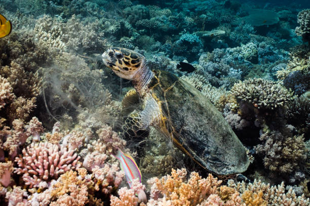 istock Hawksbill turtle (Eretmochelys imbricata) sitting on the reef eating coral 1253251688
