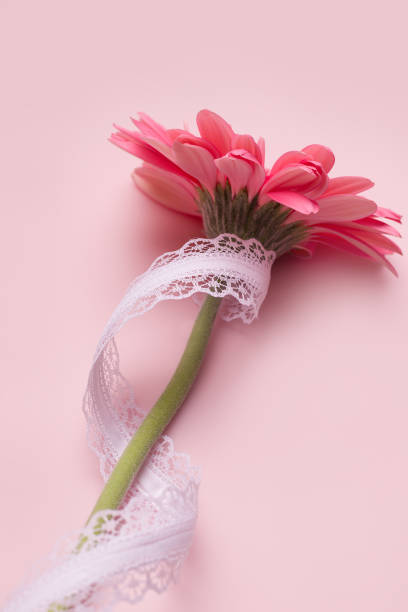 istock Gerbera flower on a pink background with ribbon 1253252965