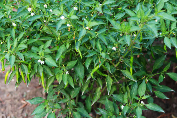Green Chili Plant