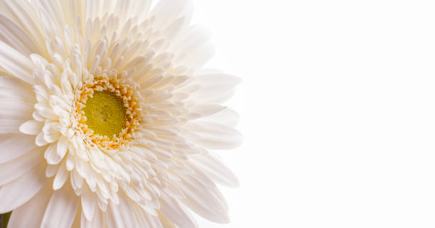istock Gerbera flower white closeup. Copy space. Banner 1253253053