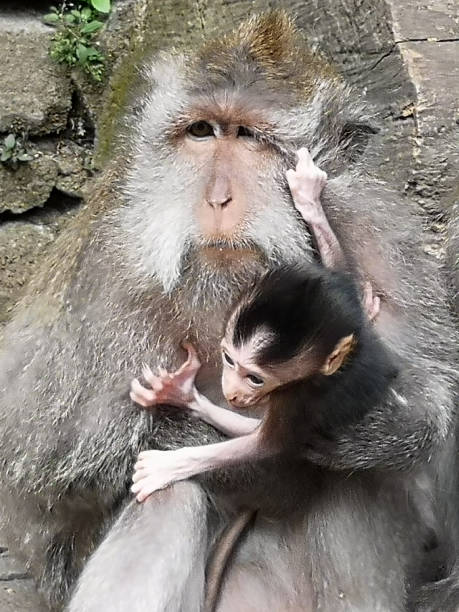 istock Cheeky baby Balinese long-tailed Monkey 1253253125