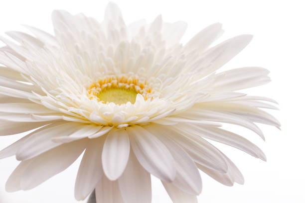 istock Festive blooming white gerbera daisy flower close-up on a white background 1253253186