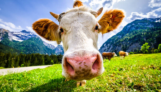 istock cows at the eng alm in austria 1253254209