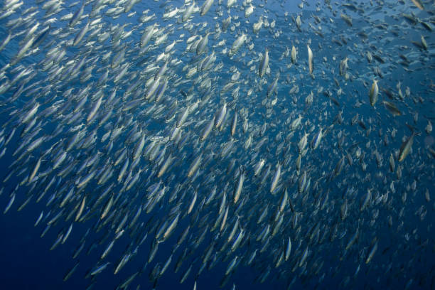 istock Large school of Striated fusilier fish(Caesio striata) 1253254241