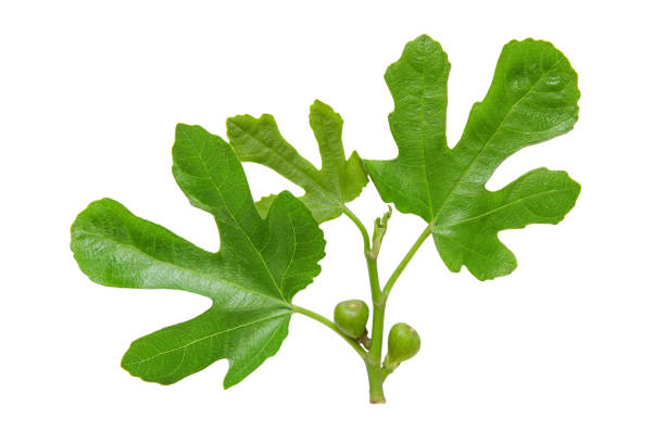 bellissimi rami freschi con foglie di fico e piccoli frutti giovani isolati - fig leaf foto e immagini stock