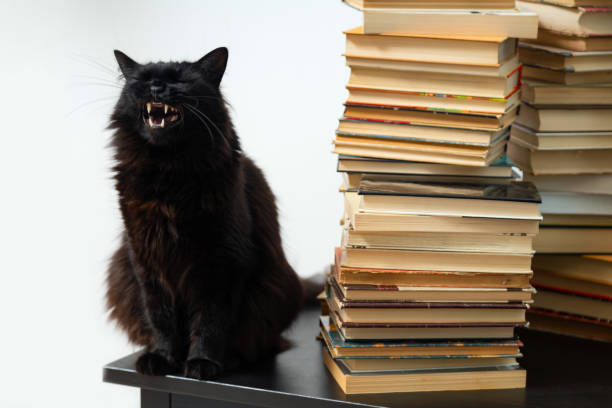istock Black cat sitting on the table next to a stack of vintage books 1253254659