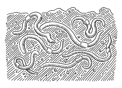 Hand-drawn vector drawing of a Group Of Earthworms in the Soil. Black-and-White sketch on a transparent background (.eps-file). Included files are EPS (v10) and Hi-Res JPG.