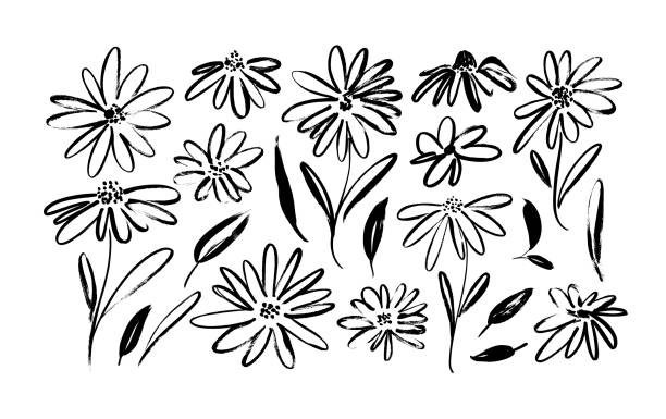 illustrations, cliparts, dessins animés et icônes de ensemble de vecteurs de peinture noir dessinés à la main de camomille. fleurs et feuilles de dessin d’encre, illustration botanique artistique monochrome. - 5143