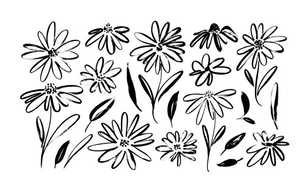 カモミール手描き黒色ペイントベクトルセット。インクは花や葉を描き、モノクロの芸術的な植物のイラスト。 - 5143点のイラスト素材／クリップアート素材／マンガ素材／アイコン素材