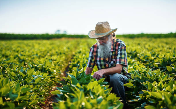 istock Farmer in a soybean field. Agricultural concept 1253255939