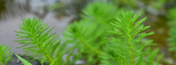 ミリオフィラム水生チカム植物のクローズアップショット - myriophyllum aquaticum ストックフォトと画像