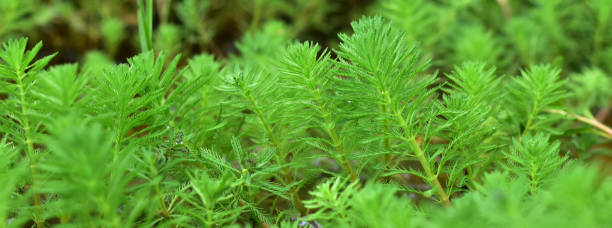 toma de cerca de la planta myriophyllum aquaticum - myriophyllum aquaticum fotografías e imágenes de stock