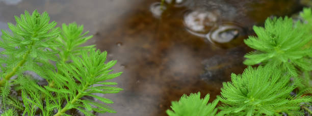 ミリオフィラム水生チカム植物のクローズアップショット - myriophyllum aquaticum ストックフォトと画像