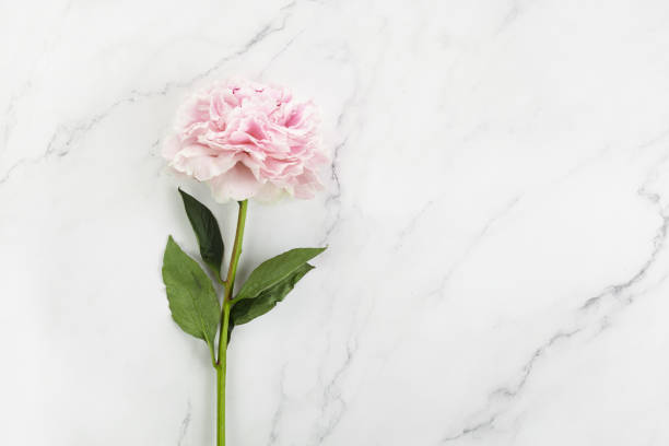 istock Beautiful pink peony on marble background top view, flat lay 1253257309