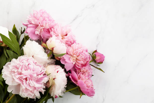 istock Beautiful pink peonies on marble background top view, flat lay 1253257644