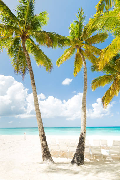 istock Beach scene with sunbeds under coconut palms 1253257672