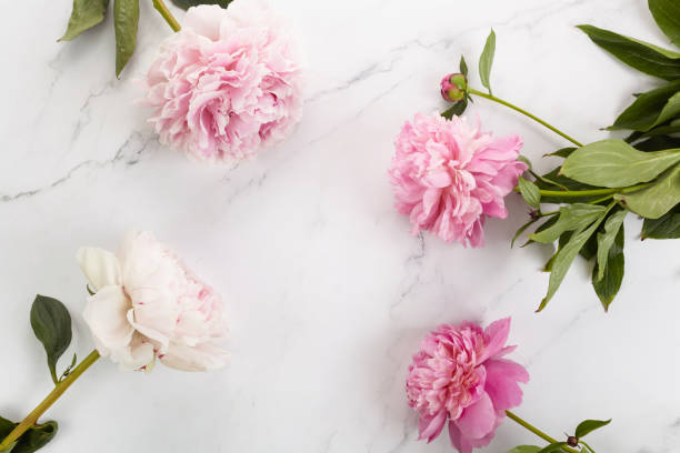 istock Beautiful pink peonies on marble background top view, flat lay 1253257864