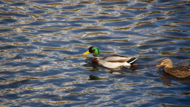 Group of ducks on Kamo River, Kyoto